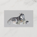Suche nach sibirischer husky visitenkarten Welpe