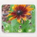 Suche nach black eyed susan Rudbeckia