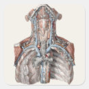 Suche nach vintage anatomie aufkleber Retro