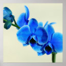 Suche nach orchideen blume kunst Blumen