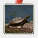 Suche nach schildkröten ornamente Reptil