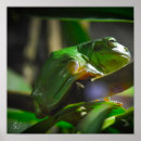 Suche nach baumfrosch poster Grün