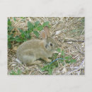 Suche nach bunny postkarten Hare