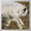 Suche nach weiße ziege poster Vieh