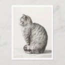 Suche nach weiße katzen postkarten Darstellung