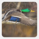 Suche nach gary aufkleber Vogel
