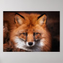 Suche nach fuchs kinder poster Niedlich