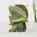 Suche nach raupen karten Entomologie