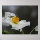 Suche nach insekten poster Blume