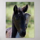 Suche nach friesisches pferd poster Pferde