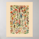 Suche nach antike blumen poster Pflanze