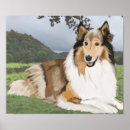 Suche nach rough collie poster Schottenkollie