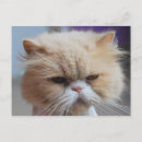 Suche nach persische katze postkarten Kitty