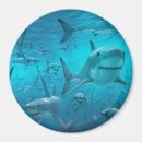 Suche nach hai magnete Blau