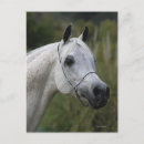 Suche nach arabisches pferd postkarten Foto