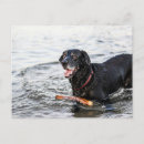 Suche nach lustige labrador postkarten Haustiere