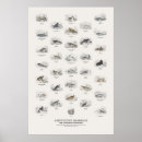 Suche nach säugetier poster Wildtiere