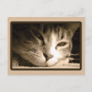 Suche nach vermisste katze postkarten Tiere