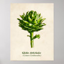 Suche nach artischocken poster Botanisch