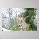 Suche nach gepard poster Tiere