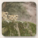 Suche nach afrikanischer löwe untersetzer Wild lebende tiere