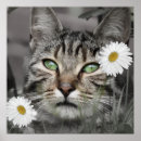 Suche nach gestreifte katze poster Tabby