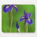 Suche nach iris blume mousepads Lila