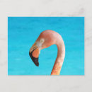 Suche nach rosa wasser postkarten Flamingo