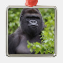 Suche nach gorilla ornamente Tier