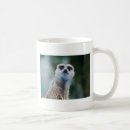 Suche nach meerkats tassen Wild lebende tiere
