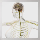 Suche nach nerves poster Hirnstamm