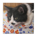 Suche nach tuxedo fliesen Katzenliebhaber