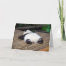 Suche nach giant karten Riesenpanda