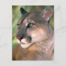 Suche nach concolor poster Usa