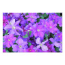 Suche nach clematis poster Floral