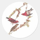Suche nach audubon aufkleber Vogelkunst