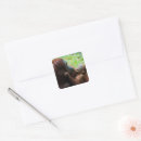 Suche nach orang utan baby aufkleber Dschungel