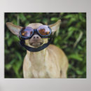 Suche nach schutzbrille poster Tiere