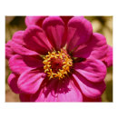 Suche nach zinnia poster Rosa