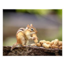 Suche nach chipmunk foto poster Natur