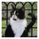 Suche nach katzenmalerei poster Niedlich