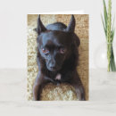Suche nach kleine hunde karten Familie
