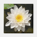 Suche nach lotus magnete Wasserlilie