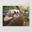Suche nach pekingese postkarten Welpe