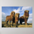 Suche nach shetland pony poster Von nahem