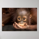 Suche nach orang utan baby poster Wilde tiere