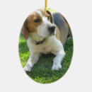Suche nach beagle ornamente Haustier
