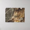 Suche nach owlet Tierwelt
