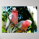 Suche nach australische vögel poster Cockatoo