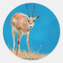 Suche nach antilopen aufkleber Fauna